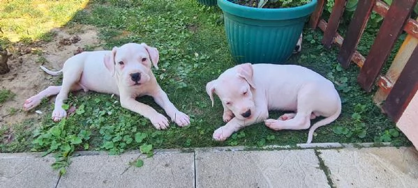 Dogo Argentino  Bellissimi Cuccioli | Foto 4