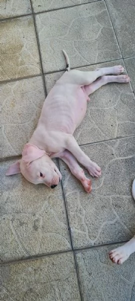 Dogo Argentino  Bellissimi Cuccioli | Foto 3
