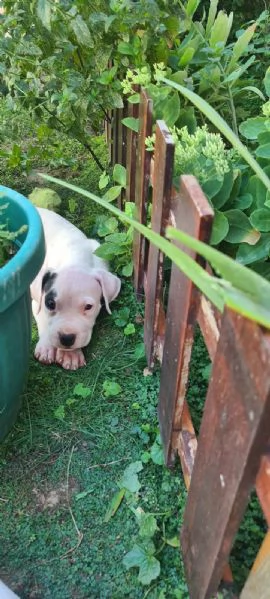 Dogo Argentino  Bellissimi Cuccioli | Foto 2