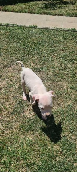 Dogo Argentino  Bellissimi Cuccioli | Foto 1
