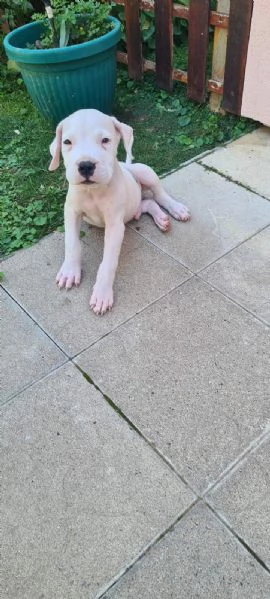 Dogo Argentino  Bellissimi Cuccioli | Foto 0