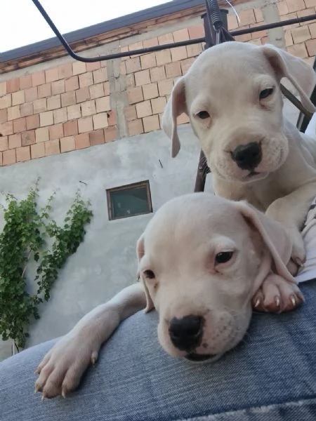 Dogo Argentino  Bellissimi Cuccioli