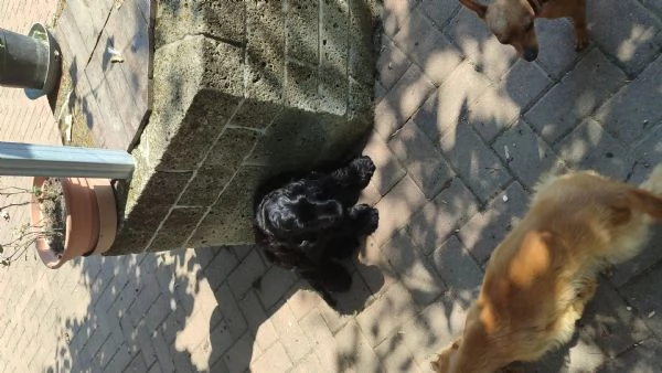 Cuccioli cocker spaniel in adozione 