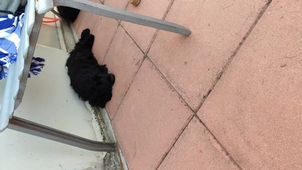 Cuccioli cocker spaniel in adozione  | Foto 2