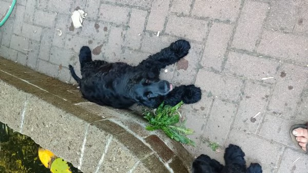 Cuccioli cocker spaniel in adozione  | Foto 1