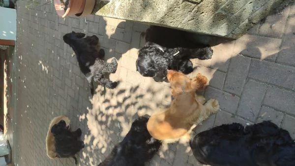 Cuccioli cocker spaniel in adozione  | Foto 0