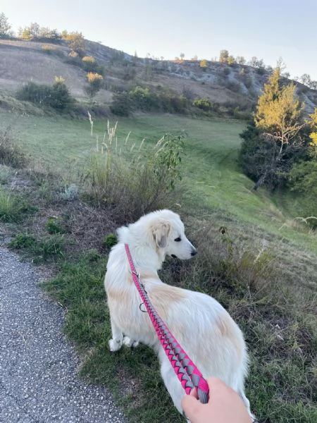 Cane da montagna dei Pirenei Patou 