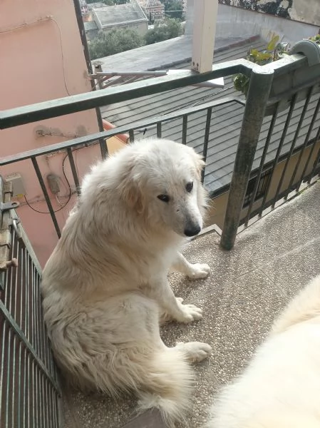 Cane da montagna dei Pirenei Patou  | Foto 0