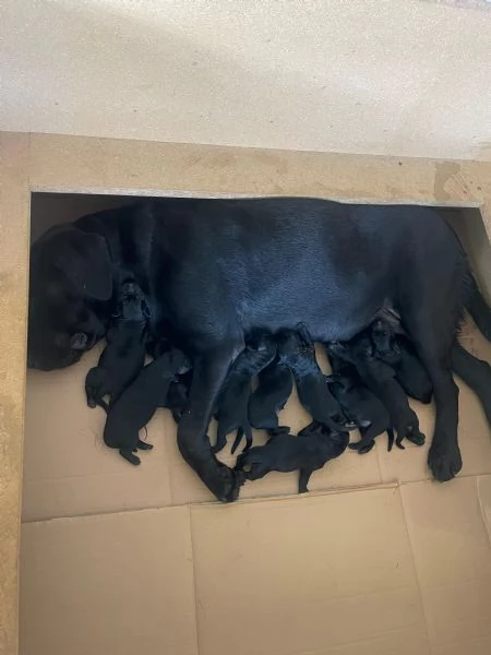 LABRADOR RETRIVER