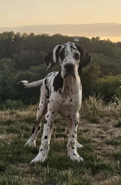 Alano Tedesco  Bellissimi cuccioli | Foto 6
