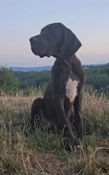 Alano Tedesco  Bellissimi cuccioli | Foto 5