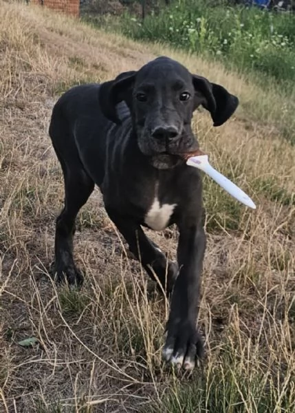 Alano Tedesco  Bellissimi cuccioli | Foto 4