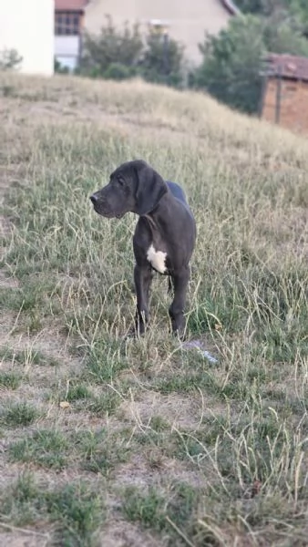 Alano Tedesco  Bellissimi cuccioli | Foto 3
