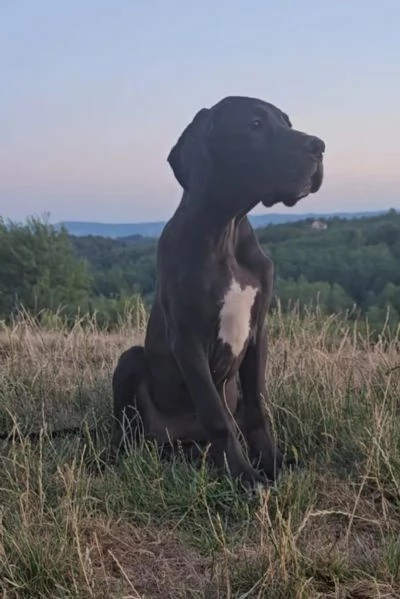 Alano Tedesco  Bellissimi cuccioli | Foto 2