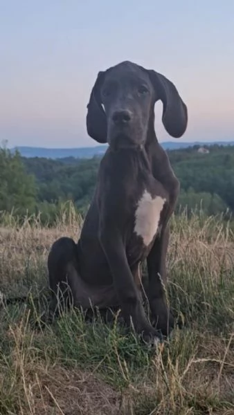 Alano Tedesco  Bellissimi cuccioli | Foto 1