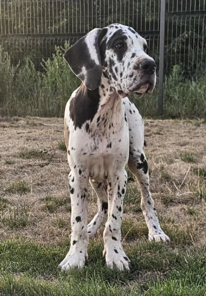 Alano Tedesco  Bellissimi cuccioli | Foto 0