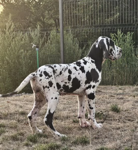 Alano Tedesco  Bellissimi cuccioli