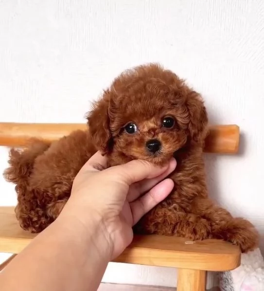 Barboncino Toy cuccioli maschio e femmina