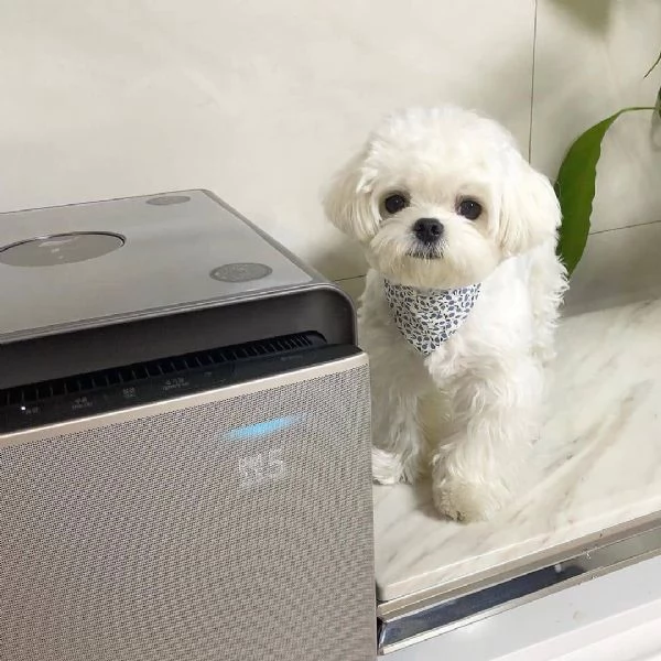 Maltese cuccioli maschio e femmina | Foto 0