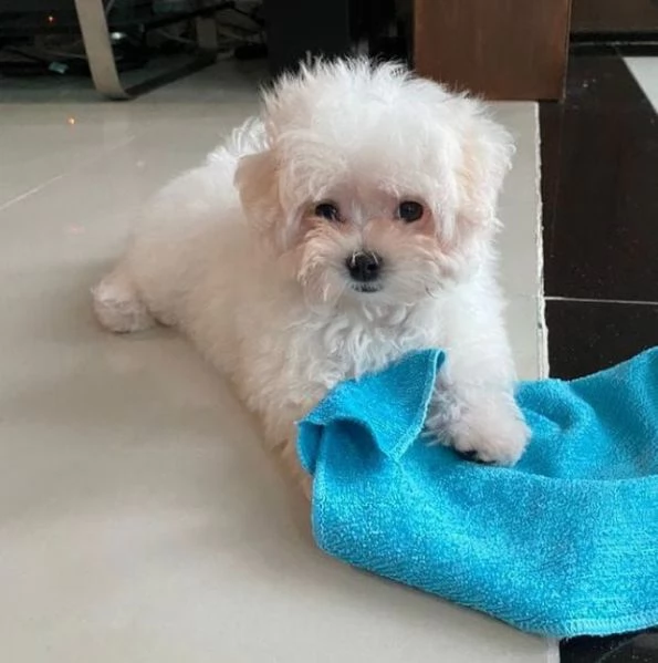 Maltese cuccioli maschio e femmina