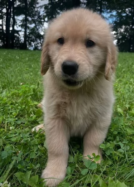 Golden Retriever cuccioli maschio e femmina | Foto 0