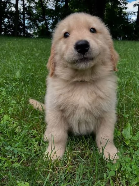 Golden Retriever cuccioli maschio e femmina