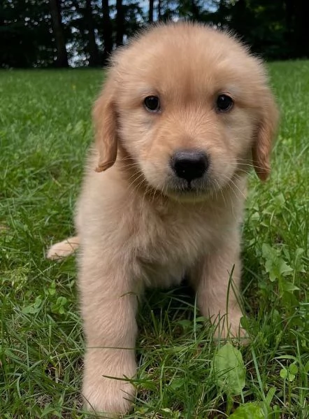 Golden Retriever cuccioli maschio e femmina