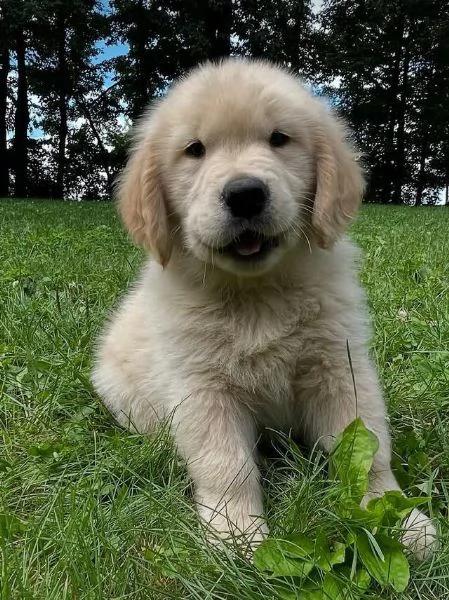 Golden Retriever cuccioli maschio e femmina | Foto 0