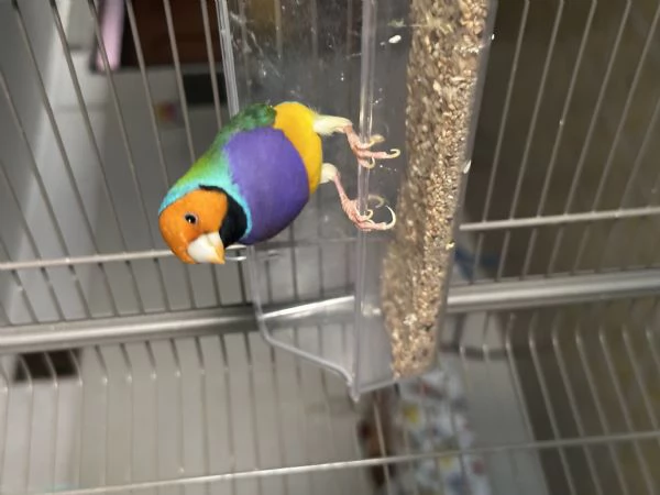 Diamanti di Gould