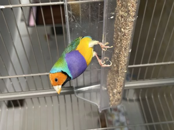 Diamanti di Gould | Foto 0