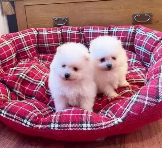 Stupendi cuccioli di Pomerania | Foto 0