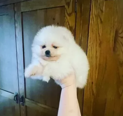Stupendi cuccioli di Pomerania