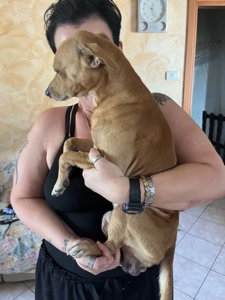 cane meticcio