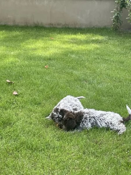 Cuccioli lagotto romagnolo con pedigree | Foto 2