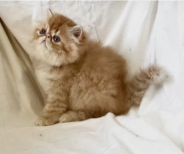 cuccioli di Persiano  Exotic Shortaire | Foto 3