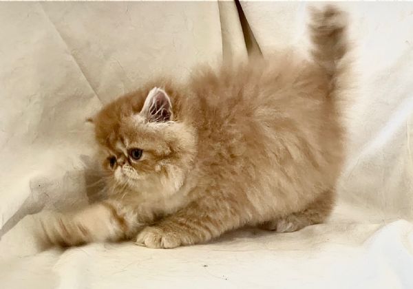 cuccioli di Persiano  Exotic Shortaire | Foto 2