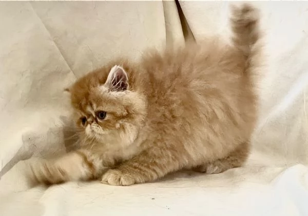 cuccioli di Persiano  Exotic Shortaire | Foto 2