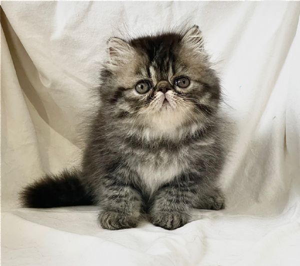 cuccioli di Persiano  Exotic Shortaire