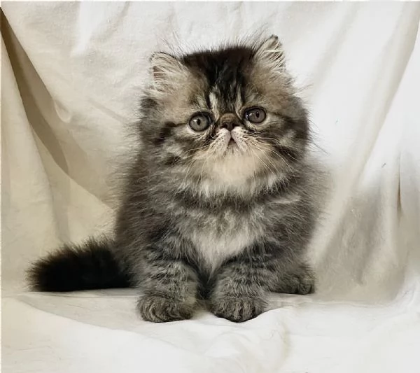 cuccioli di Persiano  Exotic Shortaire