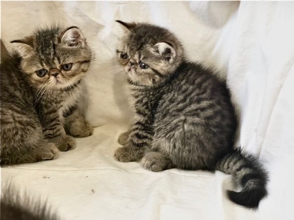 cuccioli di Persiano  Exotic Shortaire | Foto 1