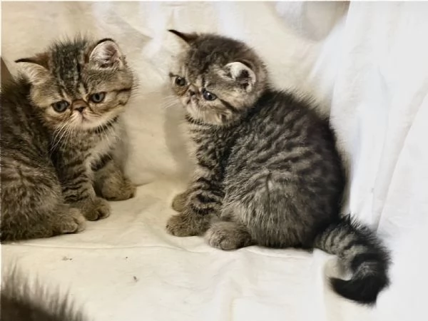 cuccioli di Persiano  Exotic Shortaire | Foto 1