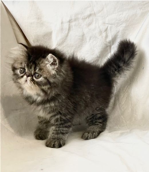 cuccioli di Persiano  Exotic Shortaire | Foto 0