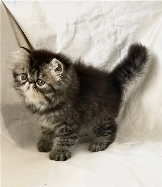 cuccioli di Persiano  Exotic Shortaire | Foto 0