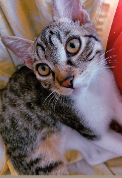 Regalo gattino 