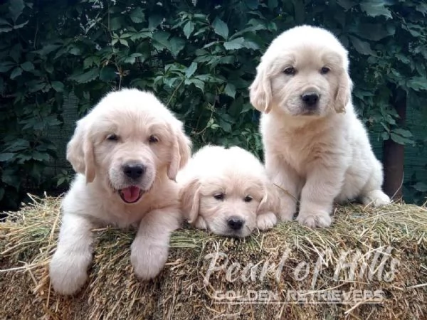 Golden Retriever  Bellissimi cuccioli | Foto 6