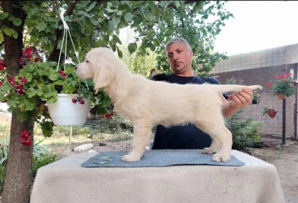 Golden Retriever  Bellissimi cuccioli | Foto 5