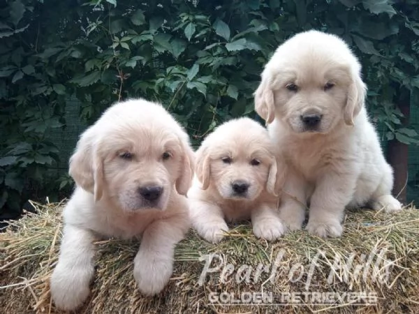 Golden Retriever  Bellissimi cuccioli | Foto 4