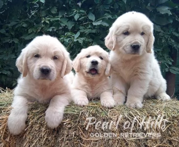 Golden Retriever  Bellissimi cuccioli