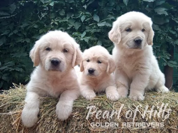 Golden Retriever  Bellissimi cuccioli | Foto 2