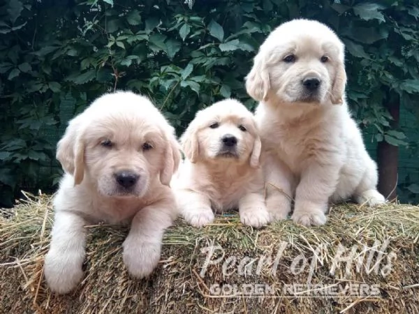 Golden Retriever  Bellissimi cuccioli | Foto 1
